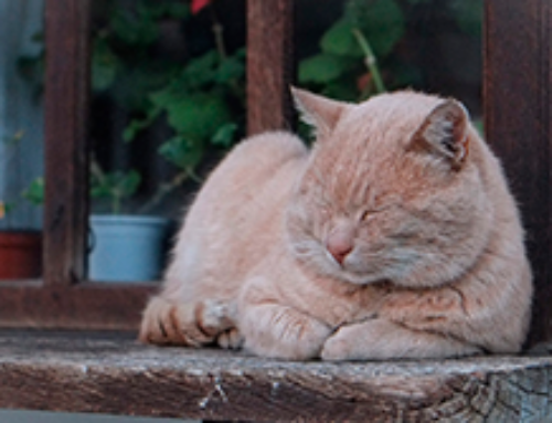 5 motivos para adotar um gato adulto